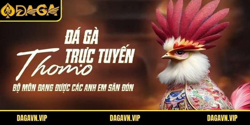 Cập nhật nhanh đá gà Thomo hôm nay đầy hấp dẫn
