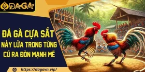 Đá gà cựa sắt