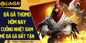 Đá gà thomo hôm nay