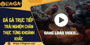 Đá gà trực tiếp