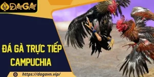 Đá gà trực tiếp Campuchia