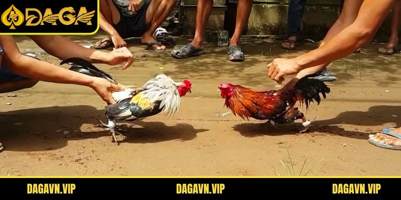 Thông tin chung về sảnh đá gà DAGA
