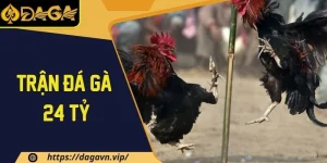 Trận đá gà 24 tỷ