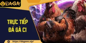 Trực tiếp đá gà C1