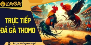 Trực tiếp đá gà thomo